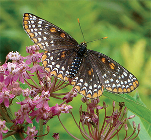 The Baltimore checkerspot butterfly
is commonly found in wetlands near
the French Creek watershed.